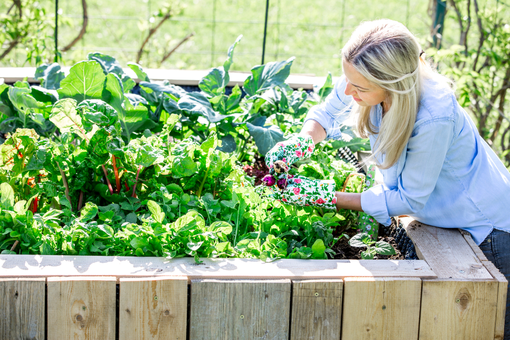 Raised Garden Bed