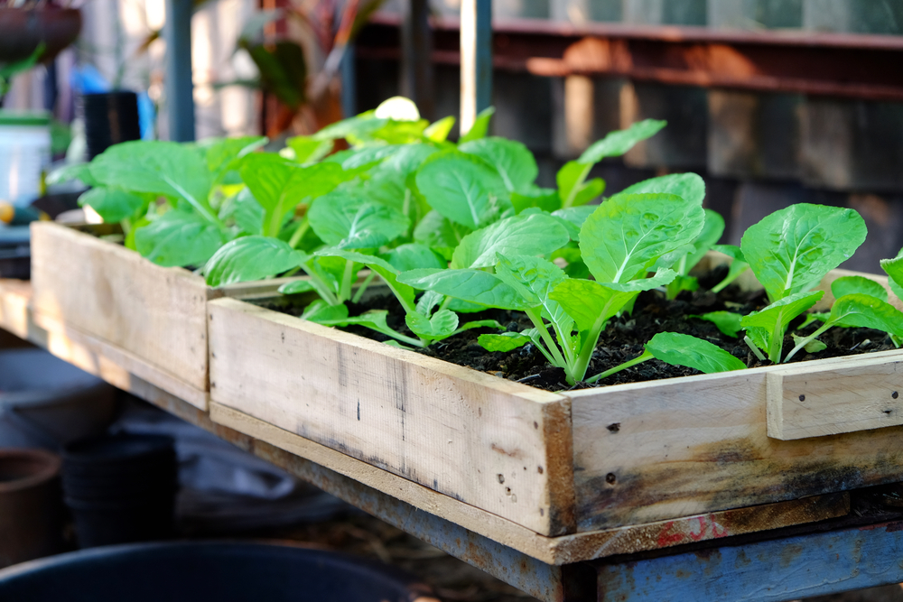 Leafy vegetables