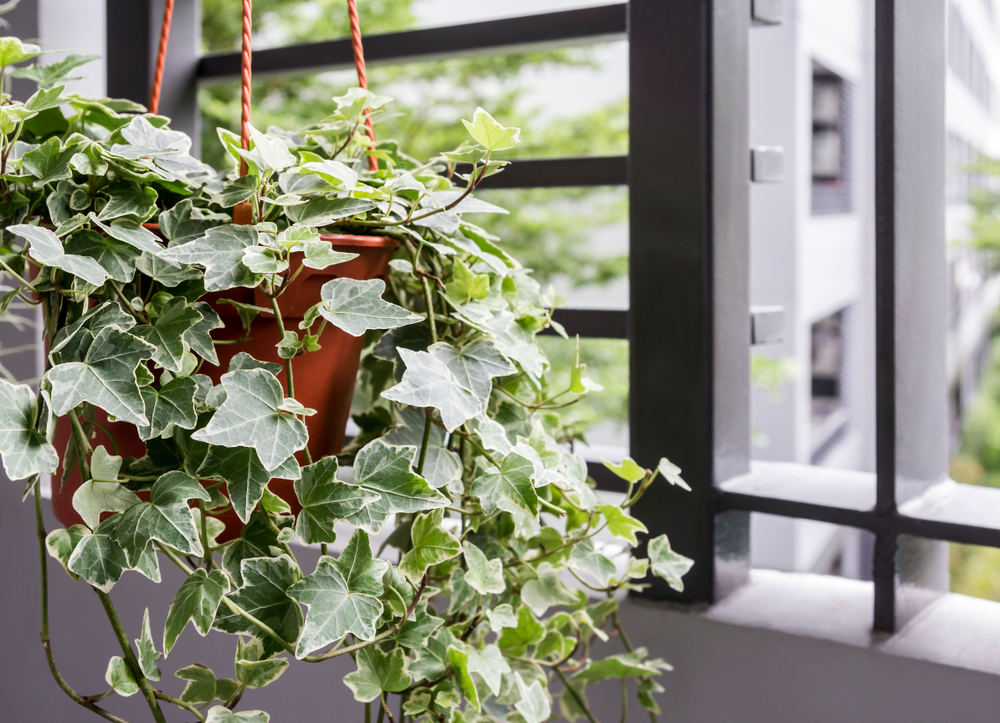 low-maintenance houseplants